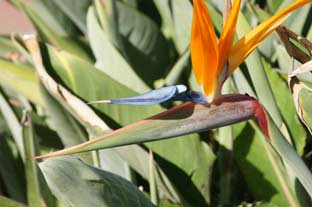 Estepona, bloemen en planten